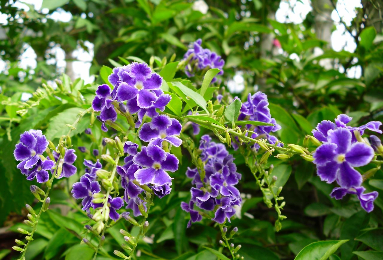 青島花園設(shè)計之蕾絲金露花