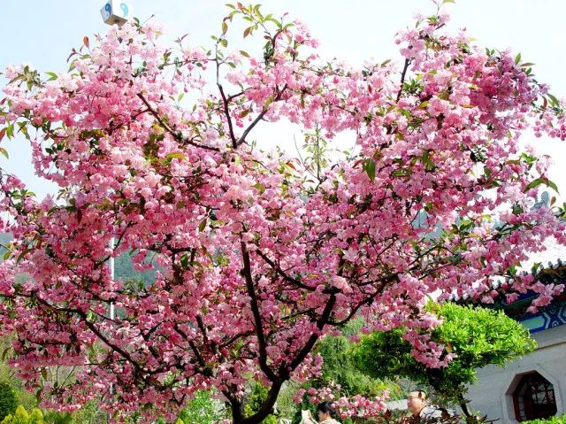 海棠樹花開艷麗