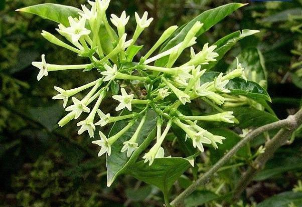 庭院防蚊蟲(chóng)的植物